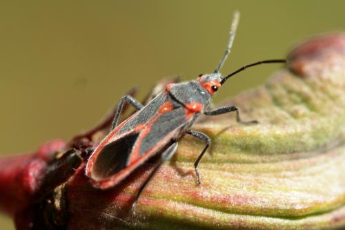 Réf. 270 865 : Caenocoris nerii